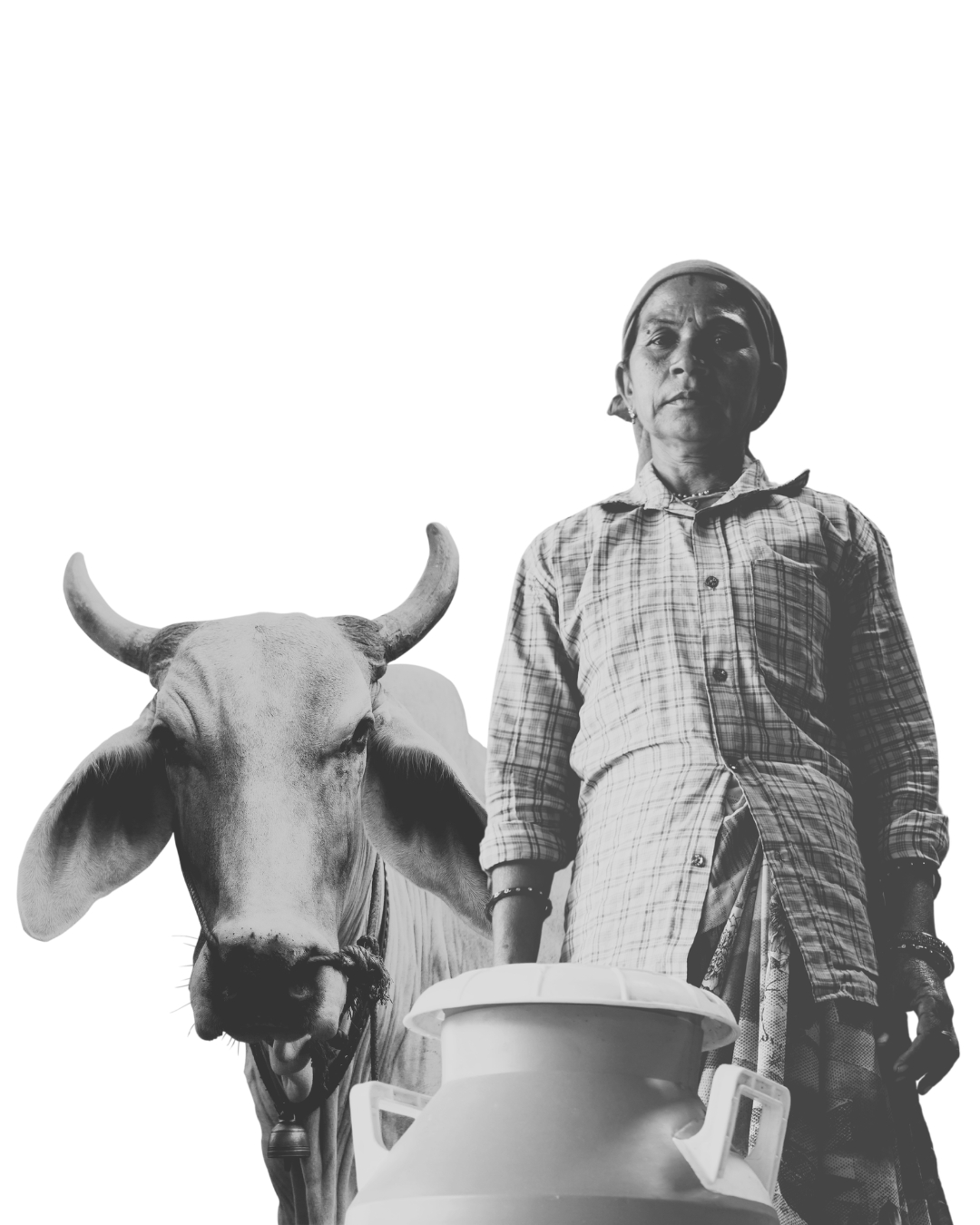 Milk collection from local dairy farms